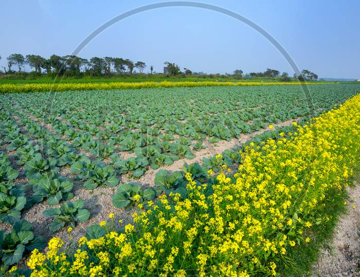 Yellow Mustard Flower Fields With Green Cabbages Fields - Beautiful Winter Landscape.