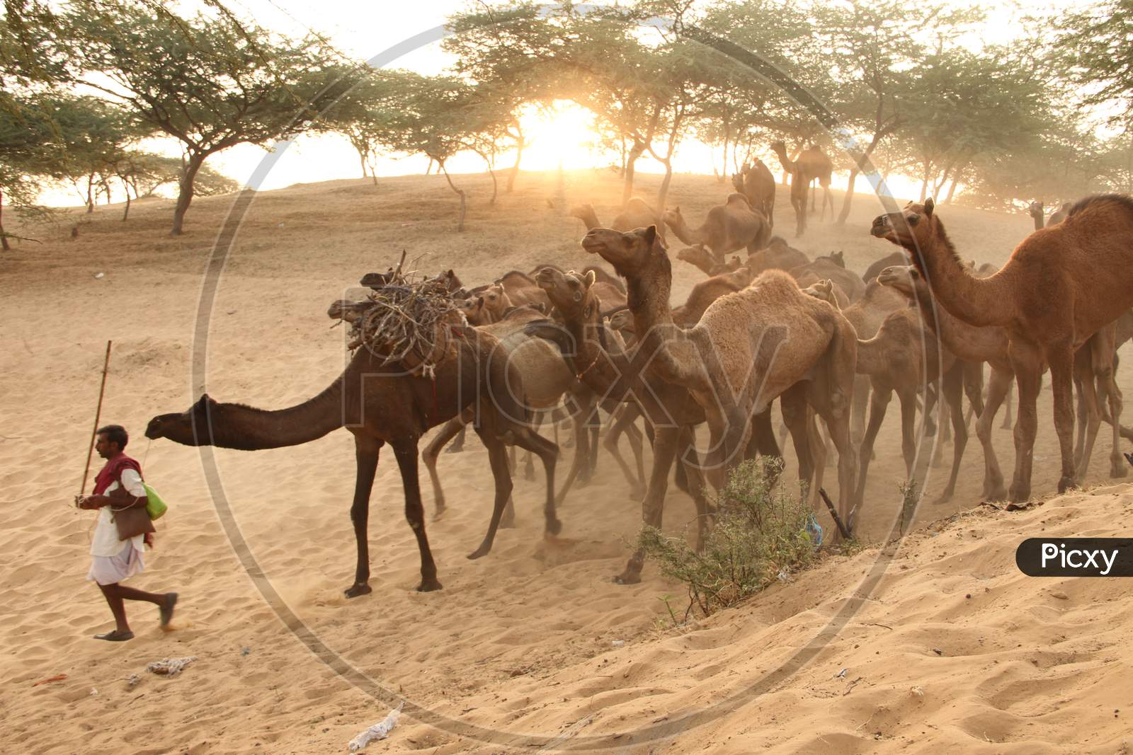 Caravan of  Camels In Pushkar Camel Fair , Pushkar, Rajasthan