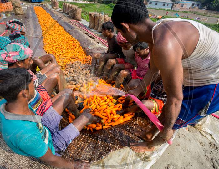 Bangladesh – January 24, 2020: Workers Using Water And Their Feet To Rub Soil From The Carrots After Harvest, This Is A Traditional Process Of Washing Carrots At Savar, Dhaka, Bangladesh.