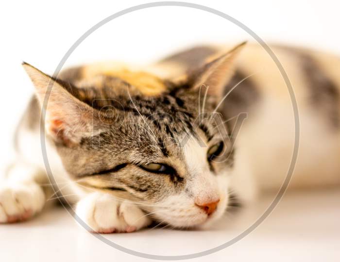 Beautiful Tricolor Cat On White Background. Domestic Animal Resting.