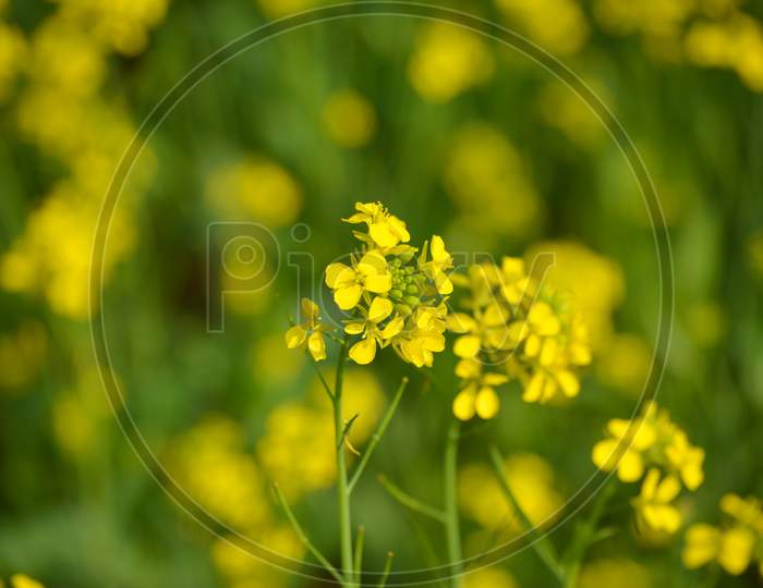 closeup view of mustard yellow flowers blooming in field