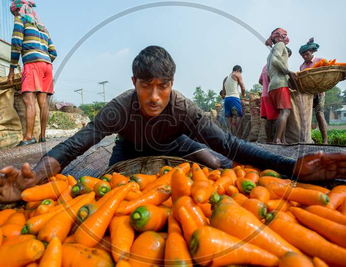 Bangladesh – January 24, 2020: Farmers Are Putting Lots Of Clean Carrots In Bamboo Baskets At Savar, Dhaka, Bangladesh.