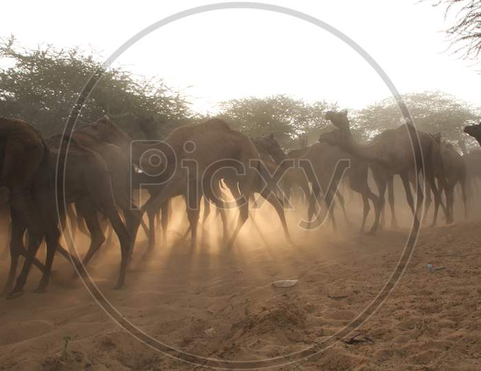 Herd Of Camels At Pushkar Camel Fair, Rajasthan