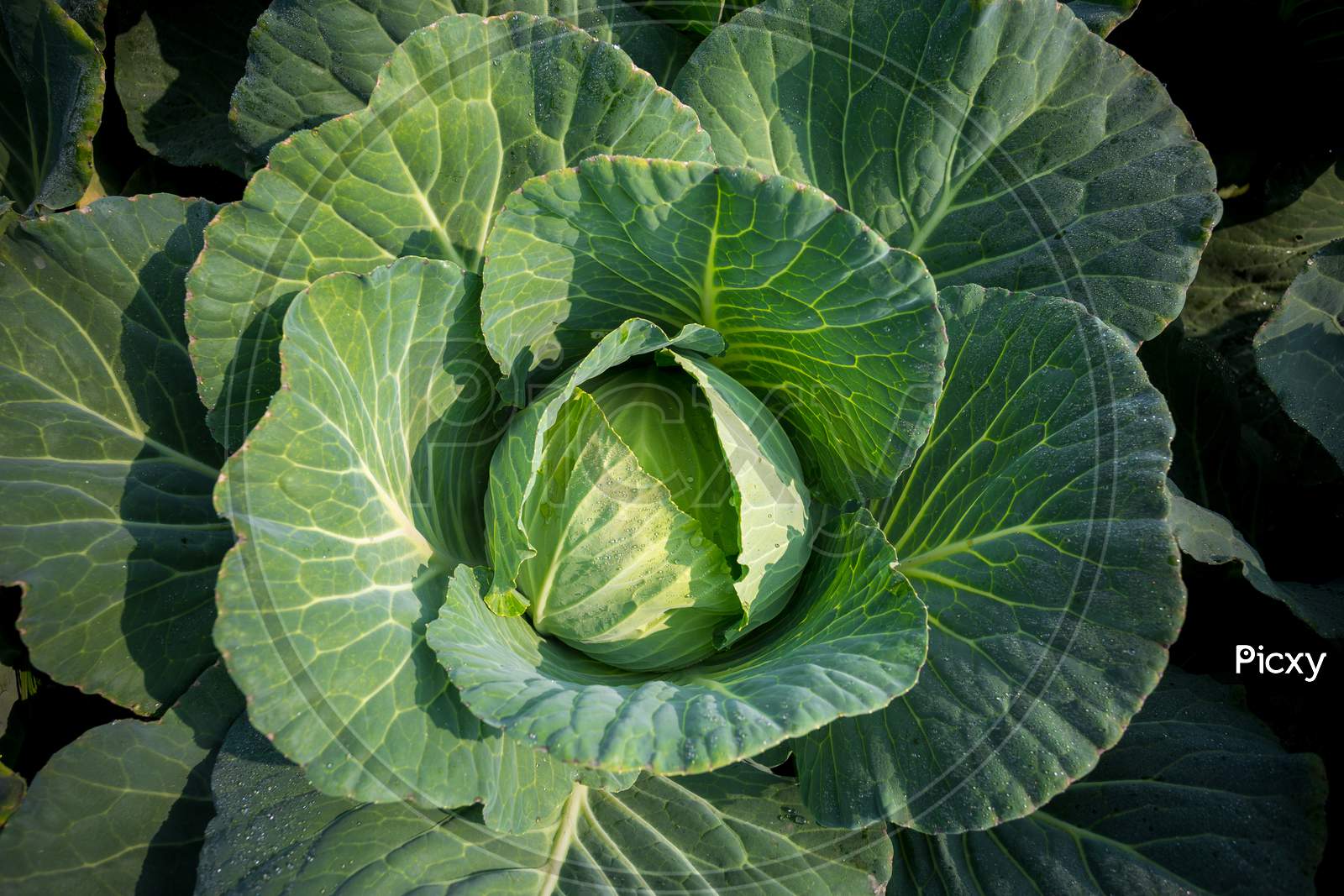Top View Of Fresh Green Cabbage Or Headed Cabbage Grow In The Garden At Savar, Dhaka, Bangladesh.