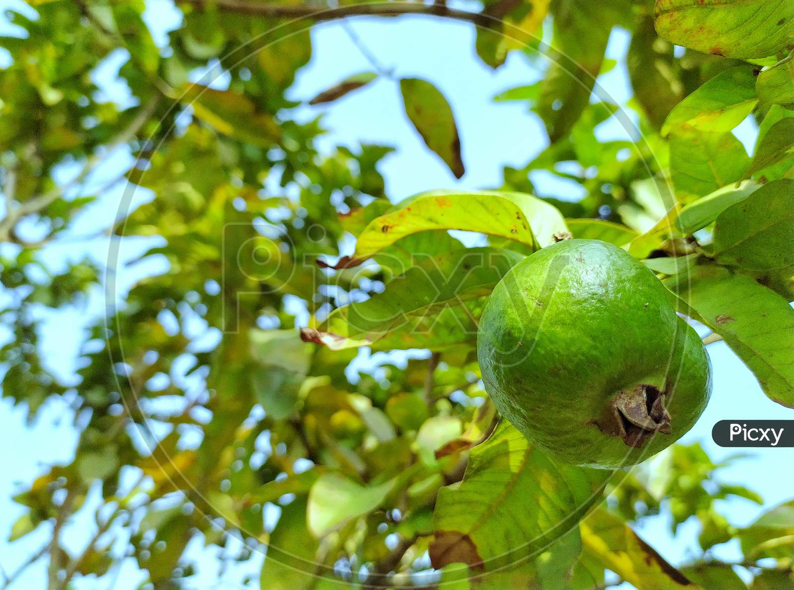 Guava hanging in the garden of India.