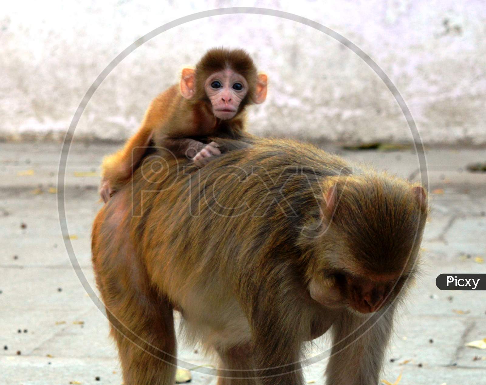Monkey baby and mother