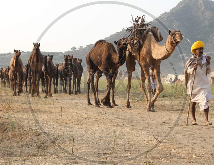Caravan Of Camels In Nagaur Cattle Fair, Nagaur