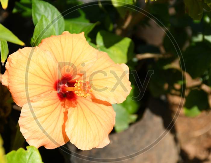 Beautiful Hibiscus flower. Hibiscus Rosa-sinensis, known colloquially as Chinese hibiscus, China rose, Hawaiian hibiscus, rose mallow, jasud.