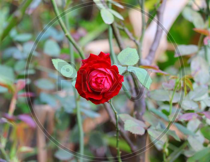 Red Rose Grows On Flower Plant