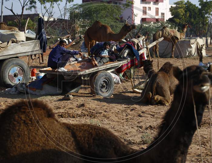 Camels At Nagaur Cattle Fair In Nagaur