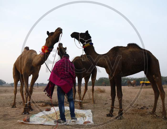 Rajasthani Camel Traders With Their Camels In Nagaur Cattle Fair, Nagaur