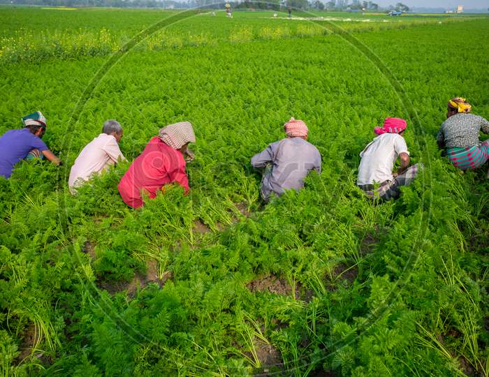 Bangladesh – January 24, 2020: Some Farmers Are Busy Cleaning The Weeds In The Carrot Field At Savar, Dhaka, Bangladesh.