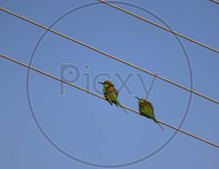 Green Yellow Young Birds (Bee- Eater) Sitting On Wire