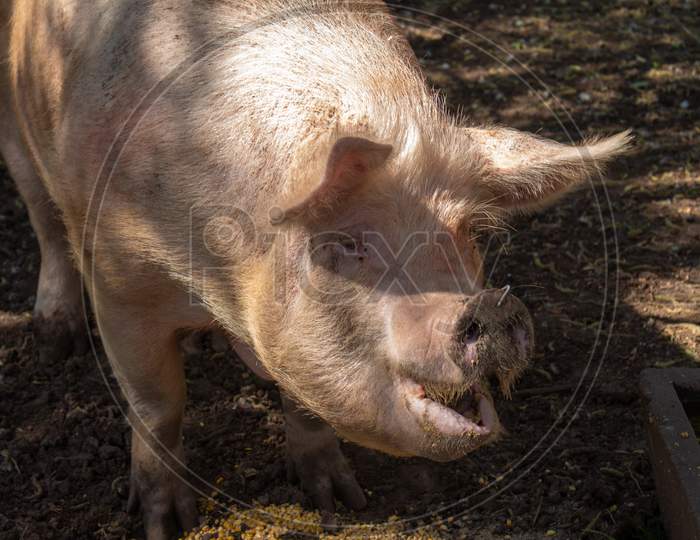 pig In a Farm
