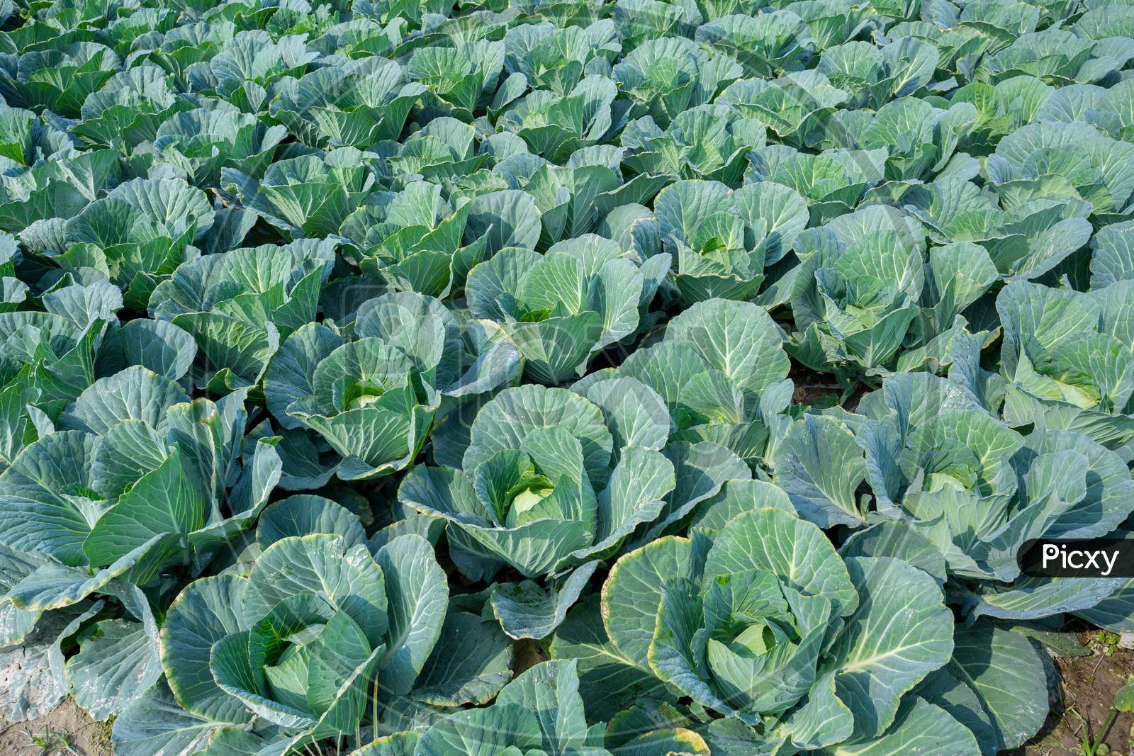 Green Cabbage Crop Growing At Vegetable Field Near Of Savar, Dhaka, Bangladesh.