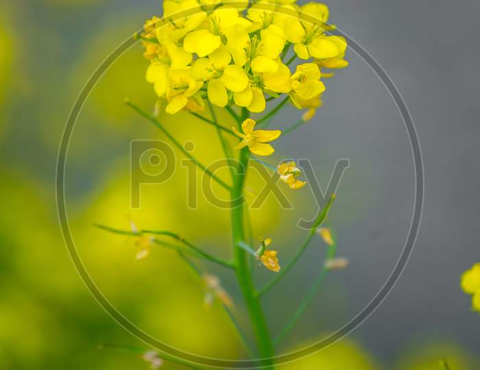 Close Up Of Oilseed Mustard Flower Plant. Yellow Flowers. The Bee Collects Honey.