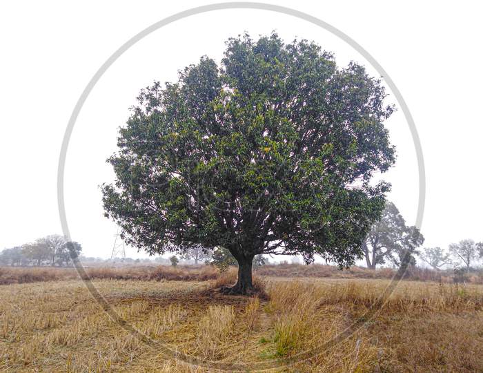 A mango tree capture