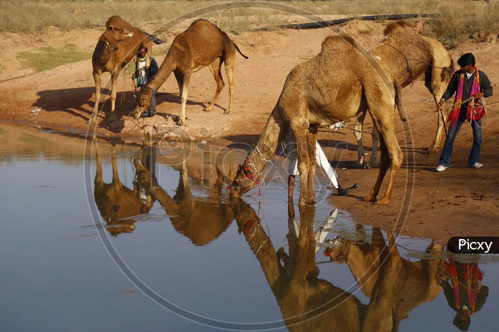 Image of Herd Of Camels Drinking Water In a Lake With Reflection on