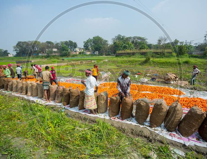 Bangladesh – January 24, 2020: After Carrots Wash And Cleaning Laborers Are Sewing Of Jute Bags Mouth And Doing Prepare For Export At Savar, Dhaka, Bangladesh.