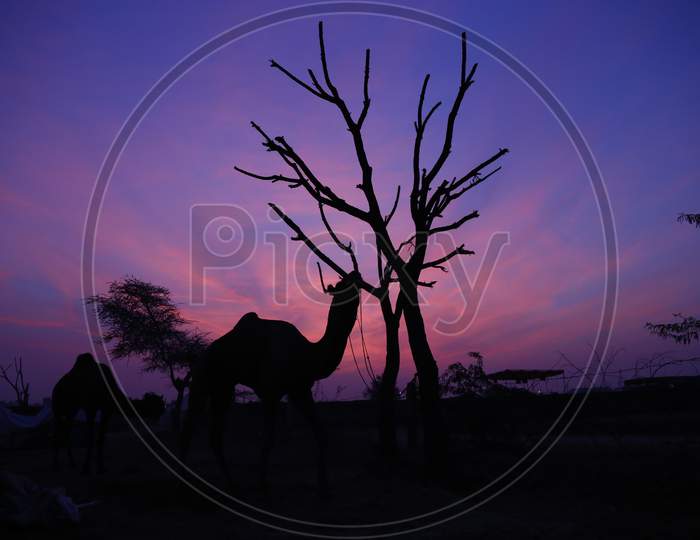 Silhouette of Camels Over Sunset Sky At Nagaur Cattle Fair, Nagaur