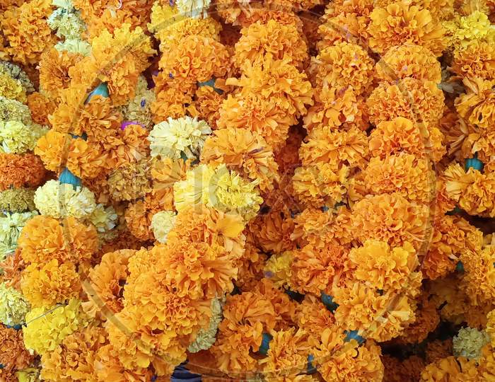 Marigold Flower.
