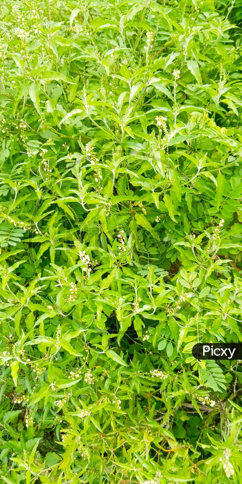 Lemon beebrush lemonbasil  wallpaper background, herb floweing plant, shurb, grass, green, leaf , plant flower, park, garden ,green ,greenery,peaceful, tranquility, scenery, mindfulness