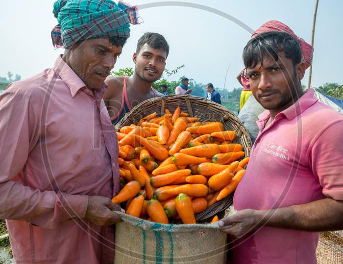 Bangladesh – January 24, 2020: After Harvest Farmers Are Putting Fresh Carrot In Jute Bags And Preparing For Export At Savar, Dhaka, Bangladesh.