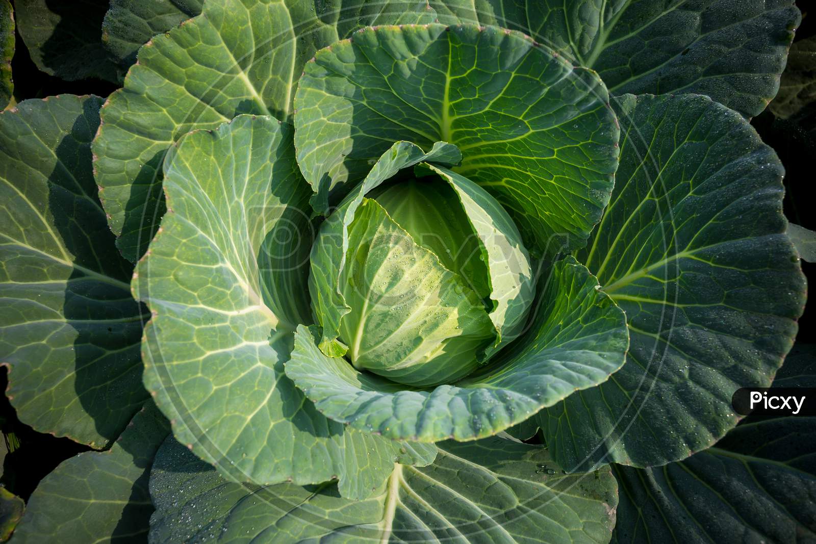 Top View Of Fresh Green Cabbage Or Headed Cabbage Grow In The Garden At Savar, Dhaka, Bangladesh.