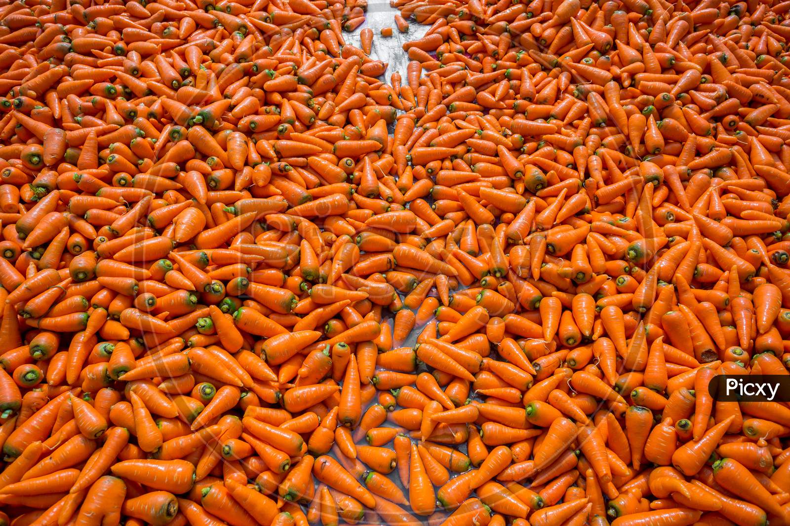 Colorful Organic Carrots. Food Background. Close-Up, And Washed Carrots. Near Savar District At Dhaka, Bangladesh.