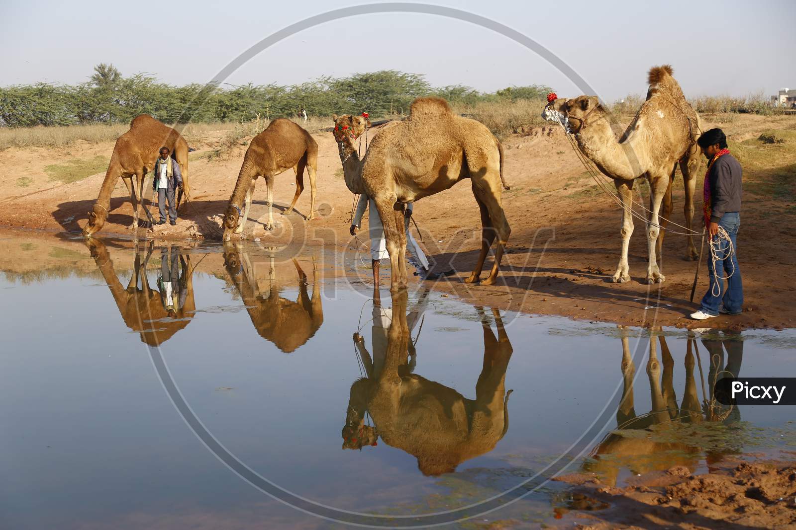 Image of Herd Of Camels Drinking Water In a Lake With Reflection on