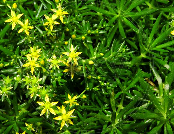Green grass with yellow flowers,
