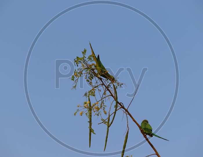 Two Parrot Playing On Branch