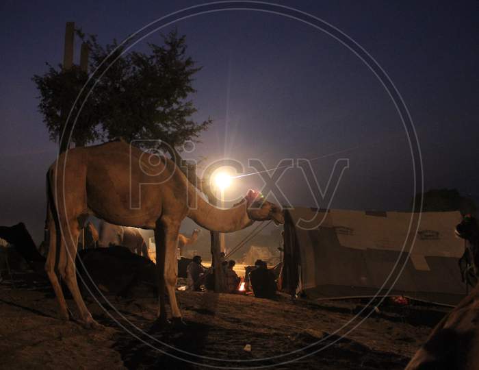 Camels At Pushkar Camel Fair