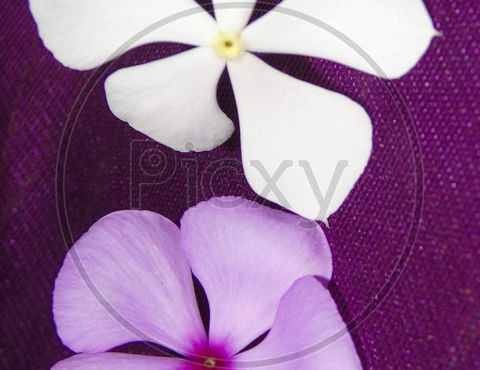 Purple and white cute flower