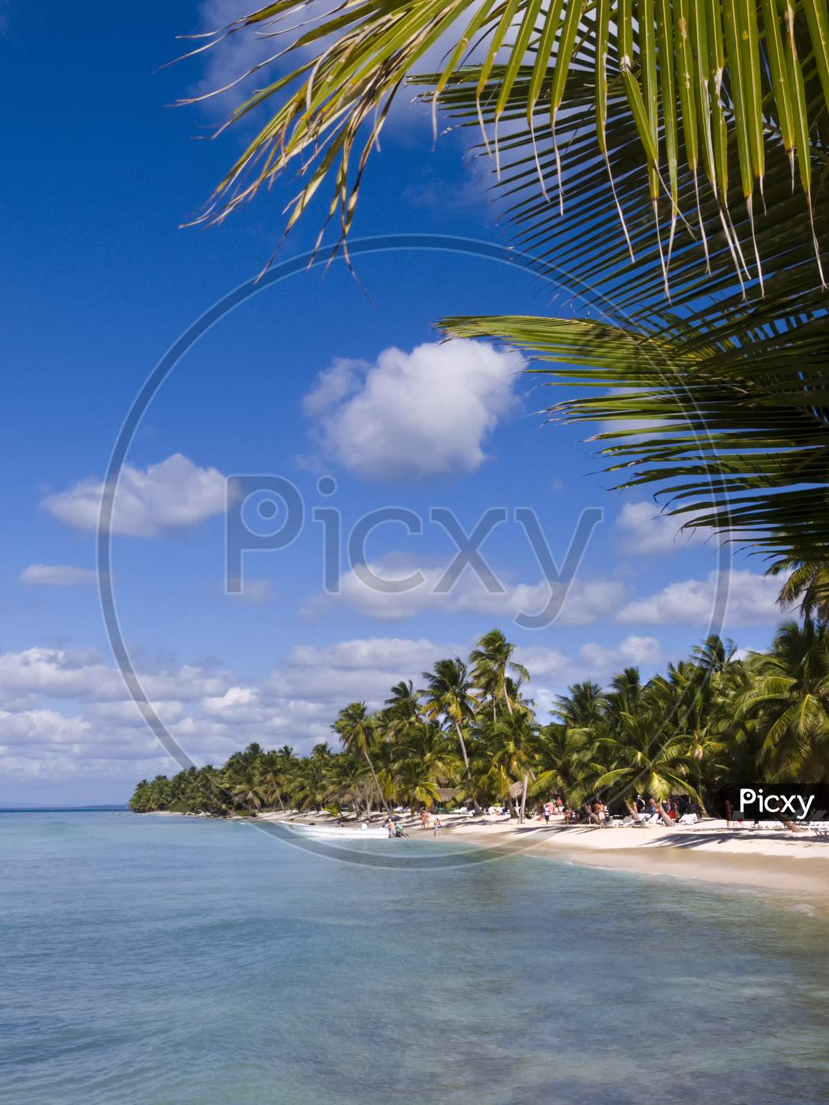 Caribbean beach with sand and palm trees