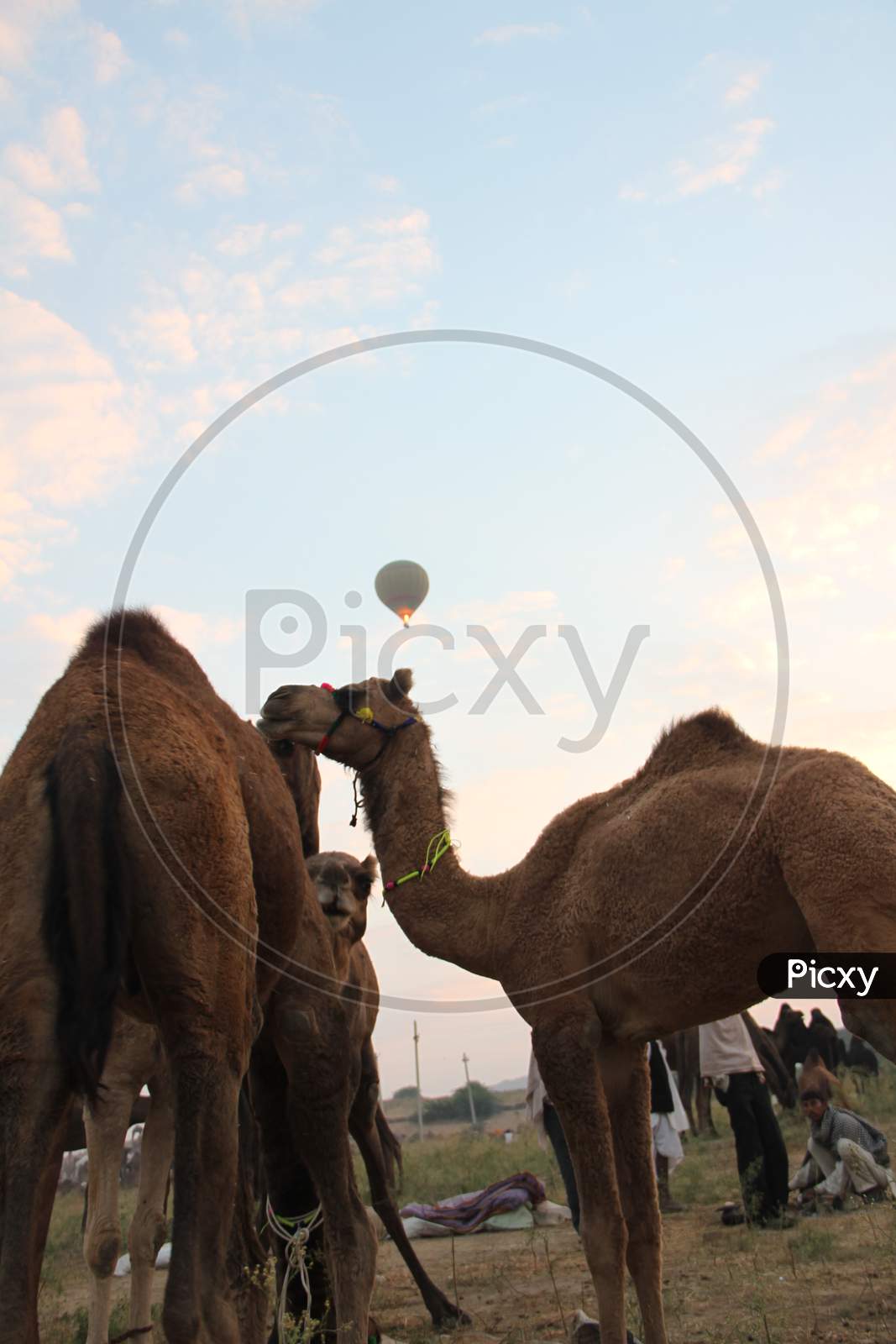 Caravan of Camels In Pushkar Camel Fair, Rajasthan