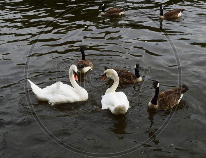 Swan and Ducks