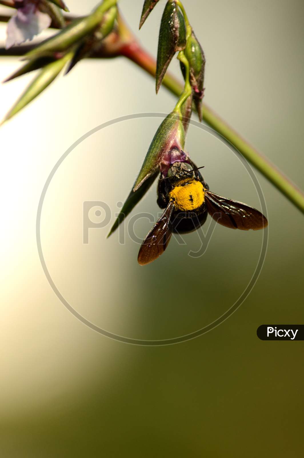Thailand Wasp