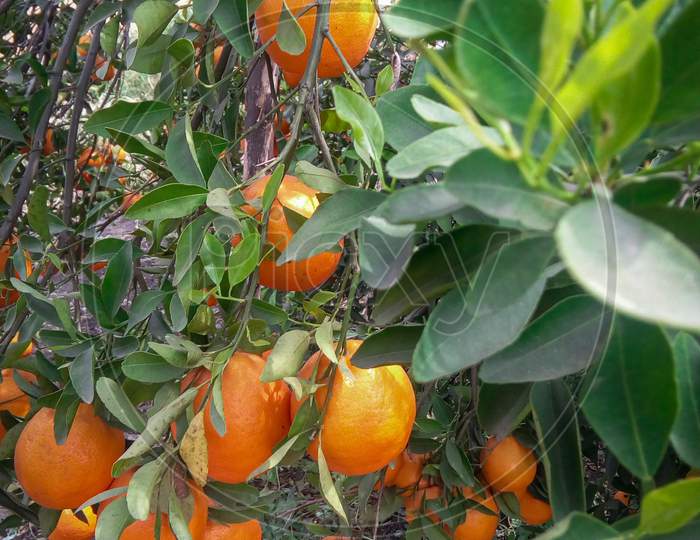 Orange fruit tree wallpaper - ( oranges tree )
