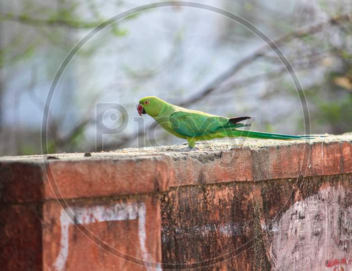 Green parrot Great-Green Macaw, Ara ambigua. Wild rare bird in the nature habitat, sitting on the branch in Costa Rica