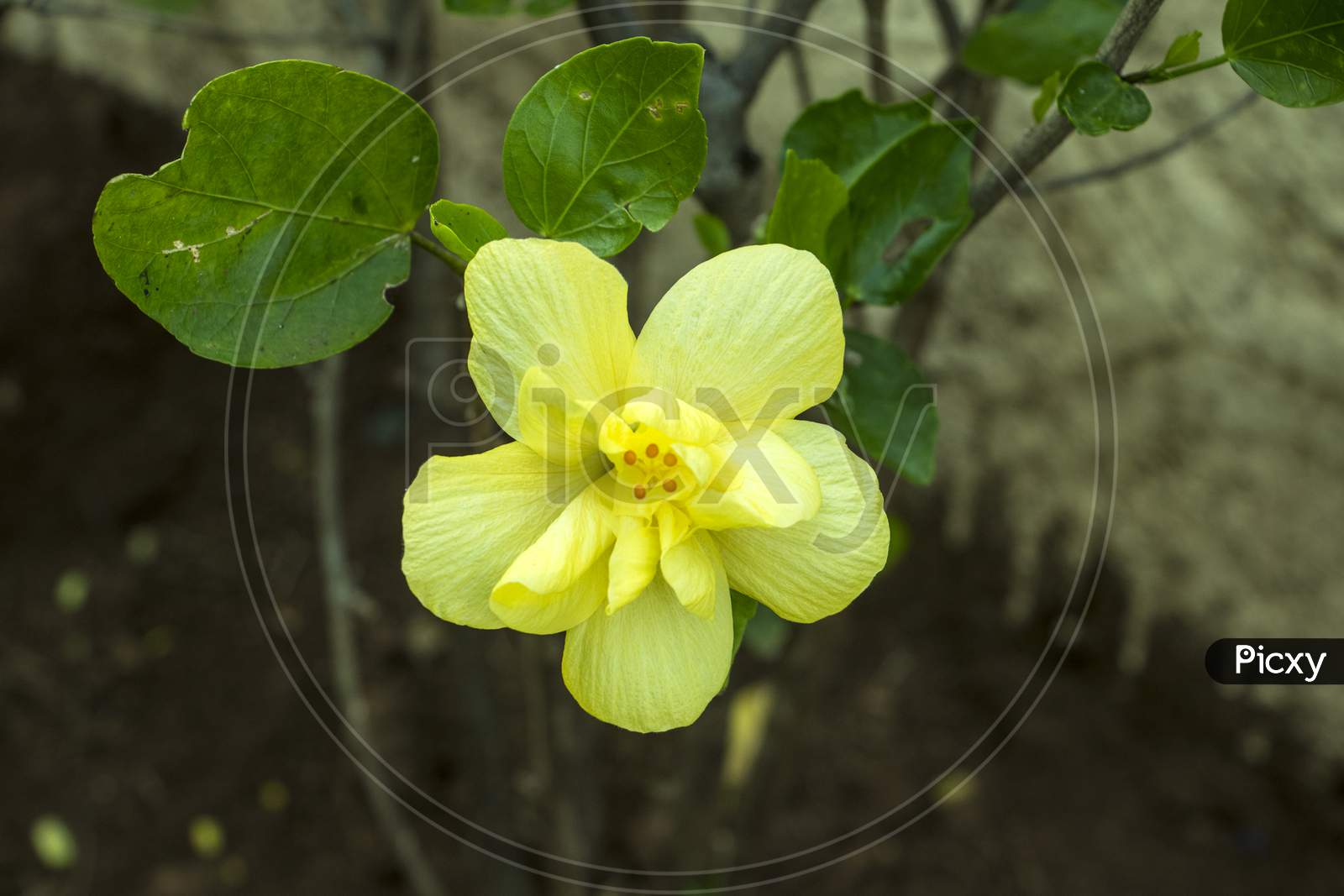 Jasvandi Flower with beauty