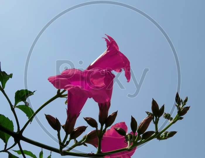 Chinese trumpet flower,Pink flower on blue sky background,Pink Flower Against Blue Sky.