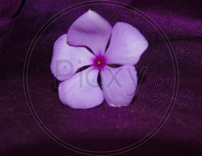 Purple and white cute flower