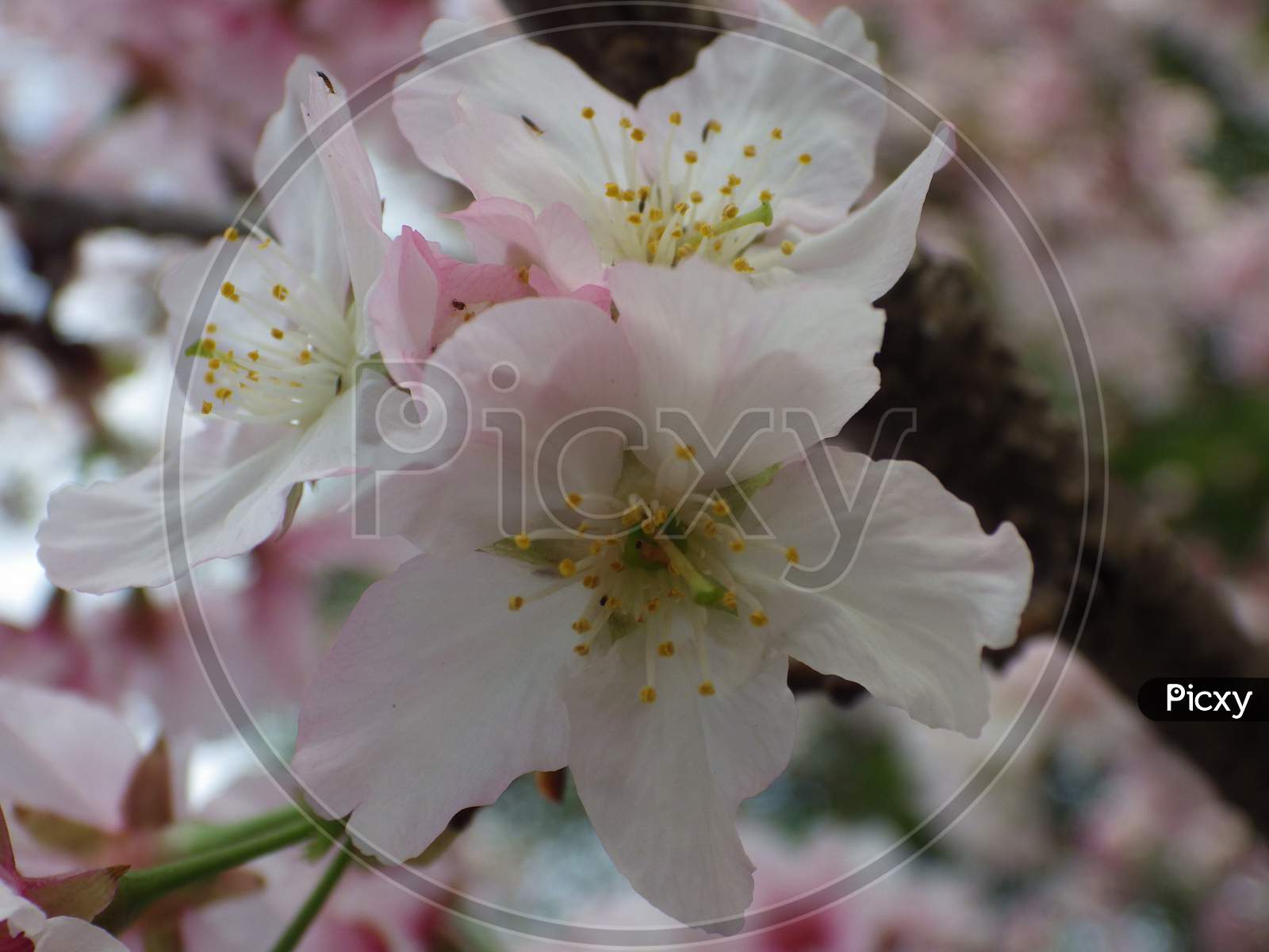 cherry blossoms,sakura