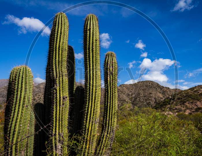 Approach Of A Typical Desert Cactus.