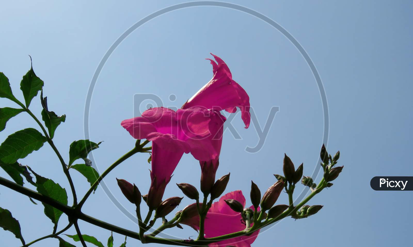 Chinese trumpet flower,Pink flower on blue sky background,Pink Flower Against Blue Sky.
