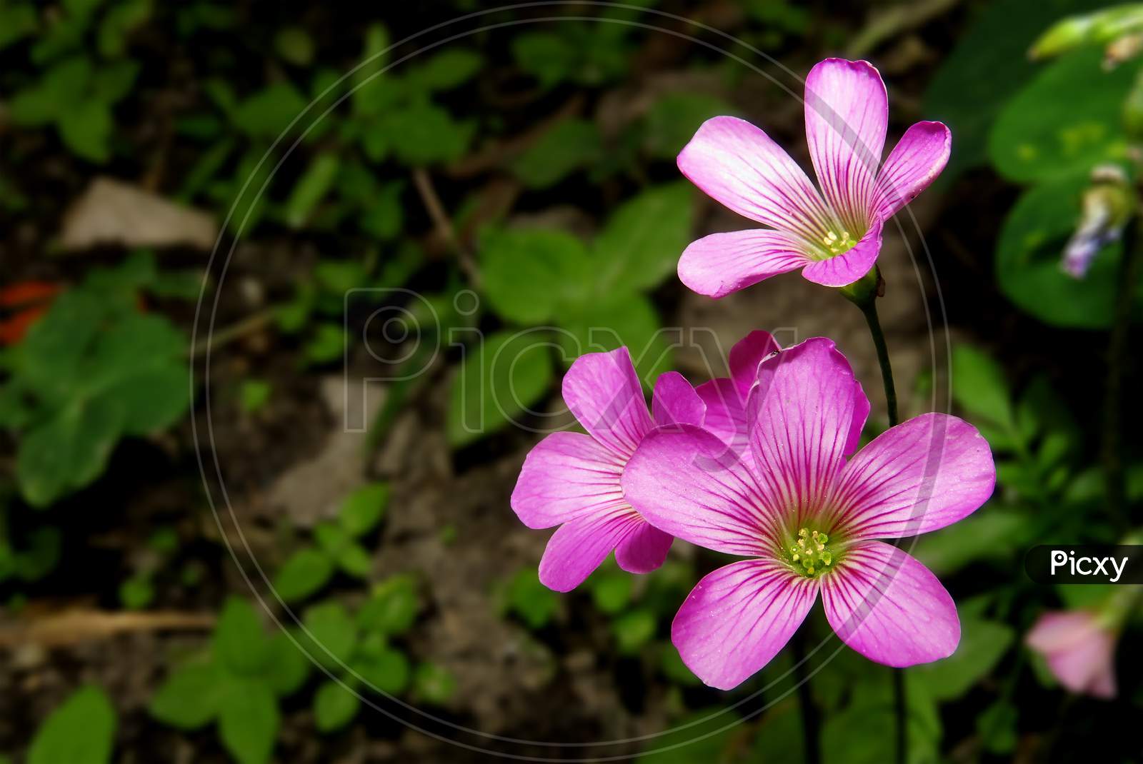 Image Of Violet Wood Sorrel Pink And White Flowers Oxalis Violacea The Violet Wood Sorrel Rz Picxy