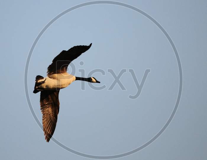 Canadian Goose Flying High