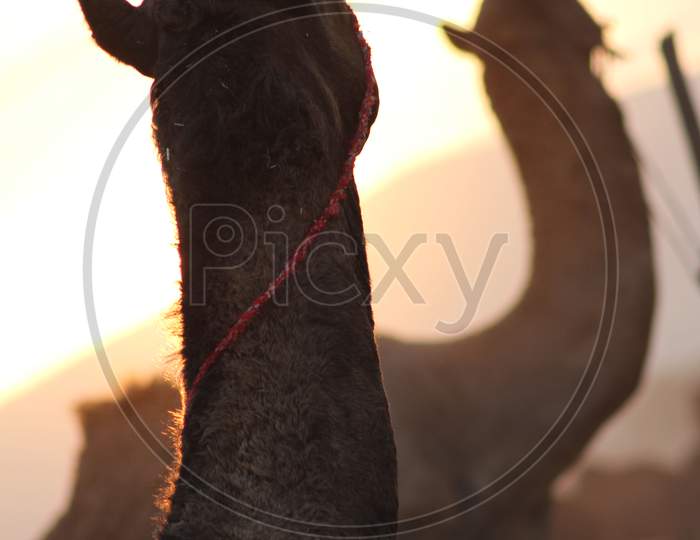 Silhouette Of Camels In Pushkar Camel Fair in Rajasthan