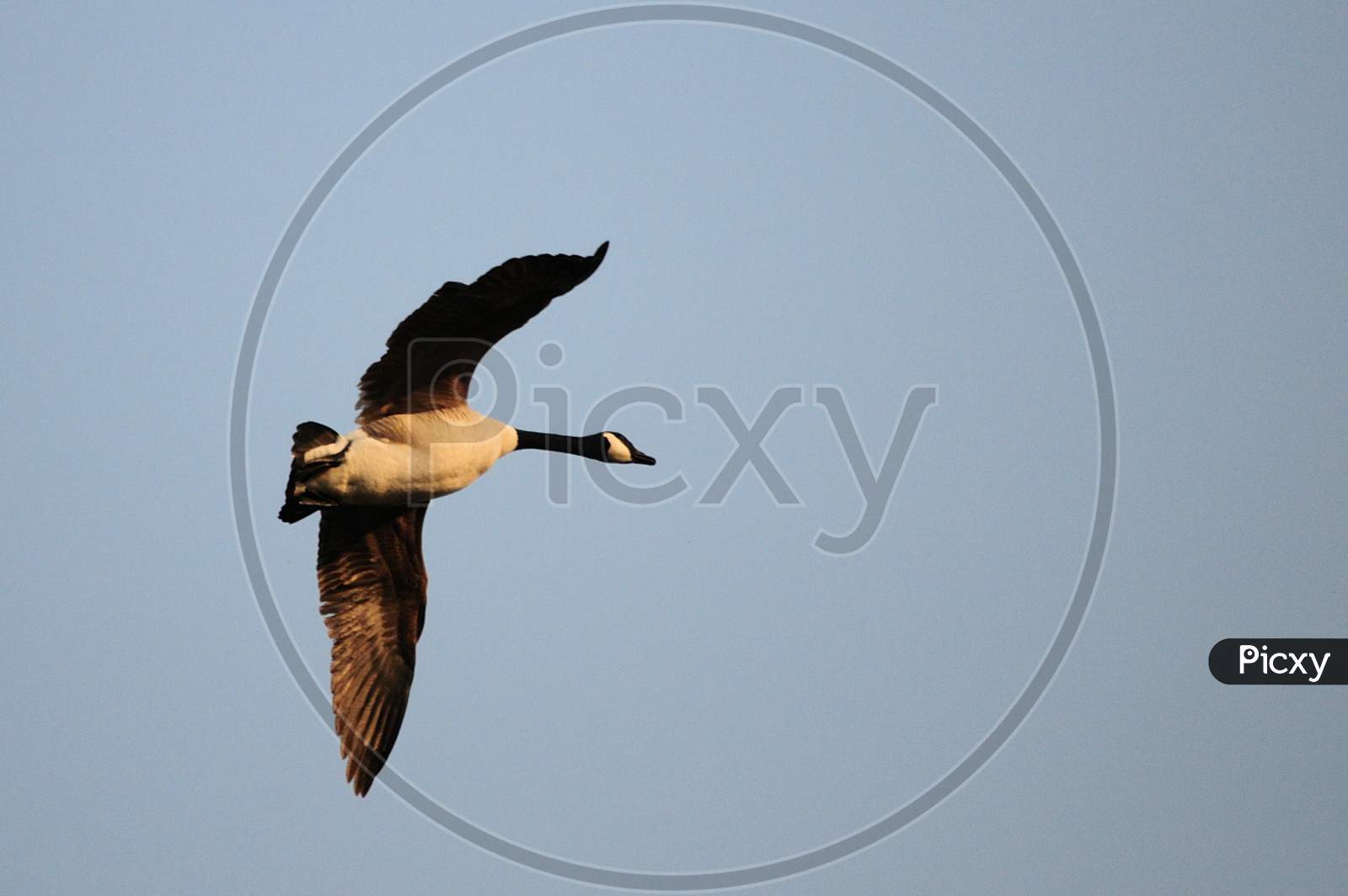 Canadian Goose Flying High